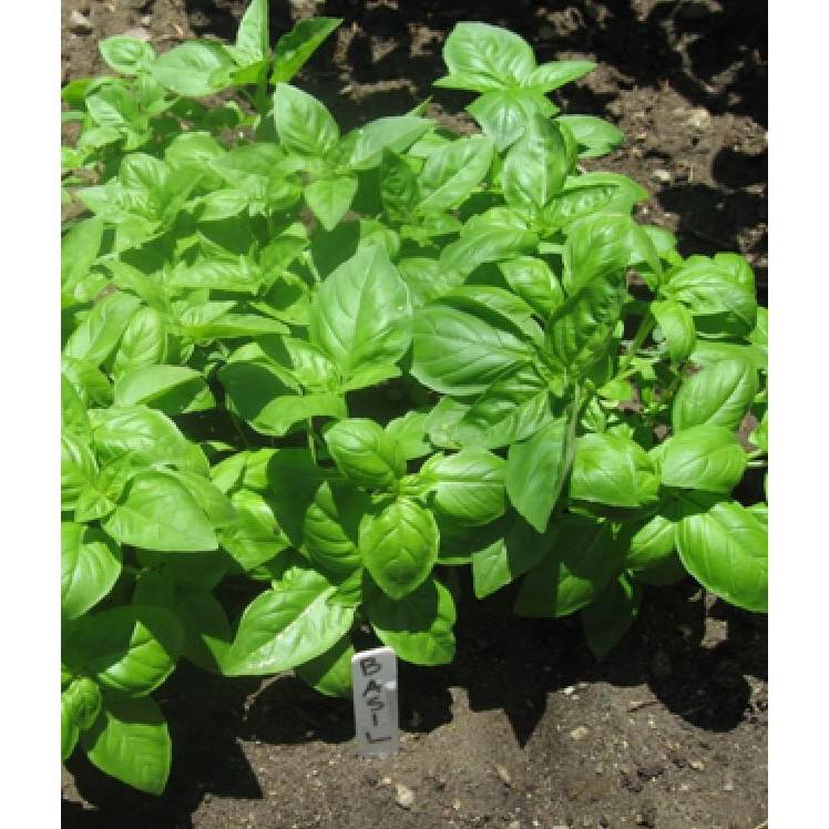 Hạt giống húng tây Húng tây – 1Gram/gói