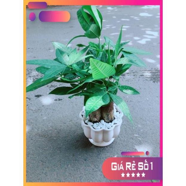 Chậu Kim Ngân 3 Thân Size Lớn