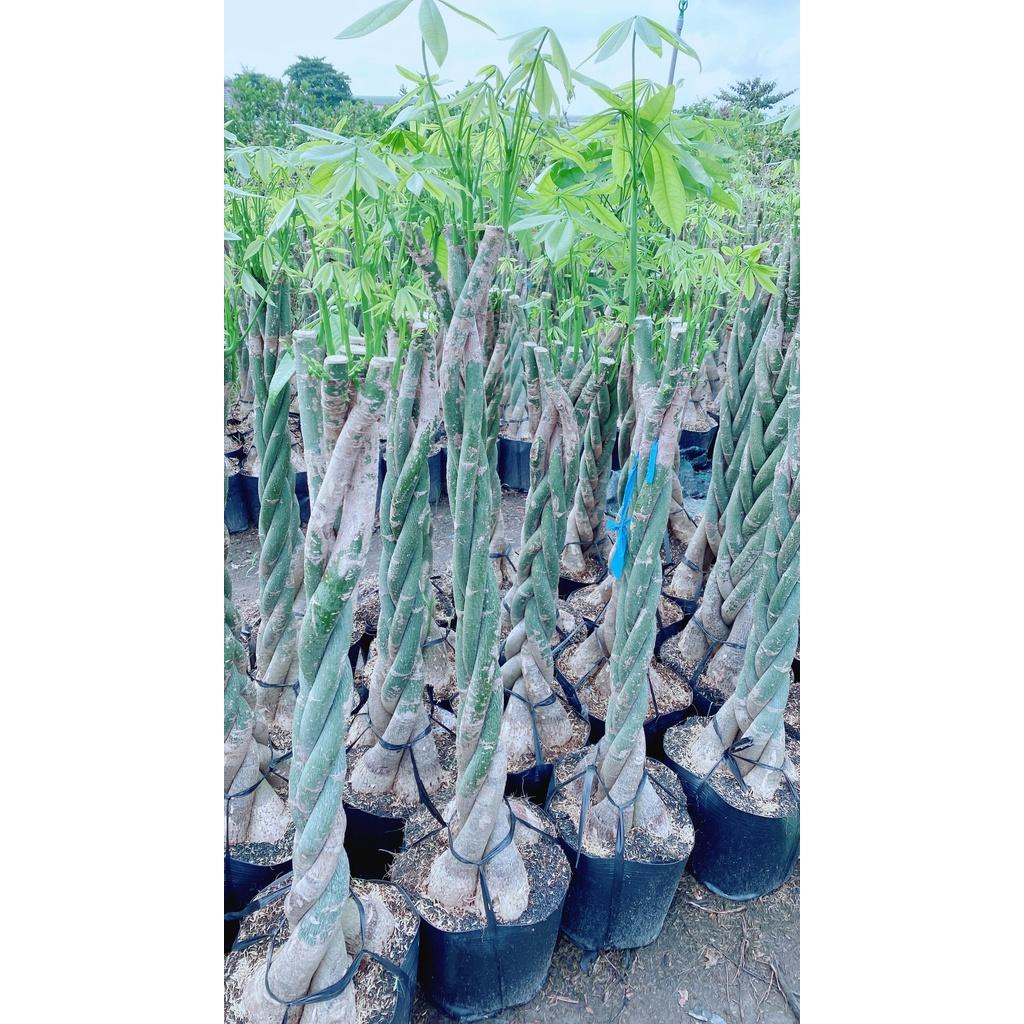 Cây Kim Ngân Thắt Bính Lớn