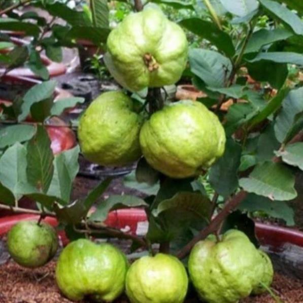 Cây ổi nữ hoàng mau cho trái