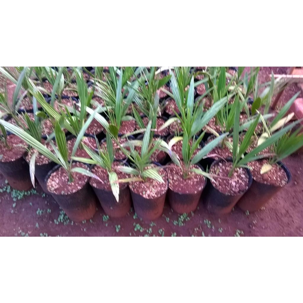 CÂY GIỐNG CHÀ LÀ NHẬP KHẨU TỪ ÚC