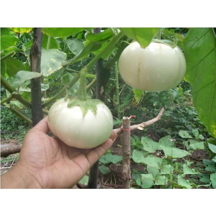 Hạt giống cà bát trắng cao sản CT264 - Gói 0,5gram