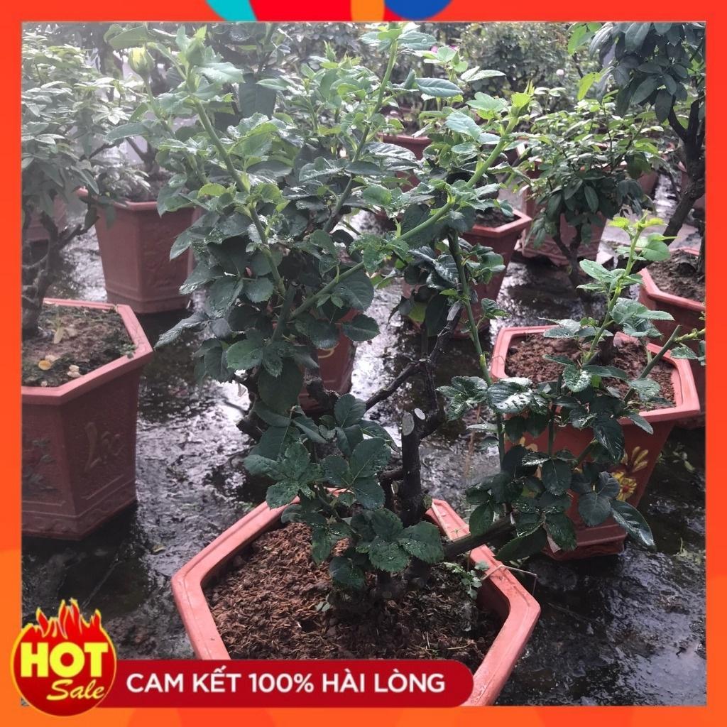 Hoa hồng bonsai– Hoa hồng thế nghệ thuật dành cho người yêu hoa.