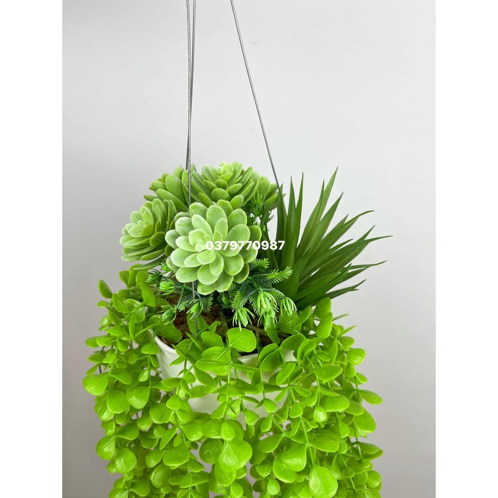 Chậu cây rủ trang trí, cụm dây leo rủ trang trí cho cà phê, nhà hàng quán ăn decor