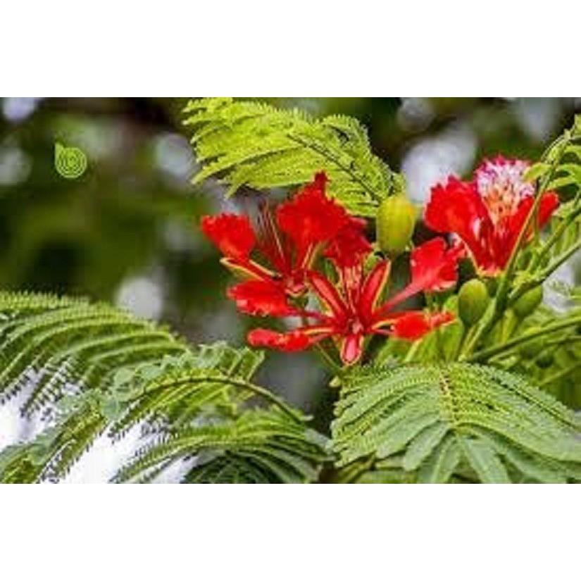 CÂY GIỐNG HOA PHƯỢNG ĐỎ - HOA ĐẸP BỀN