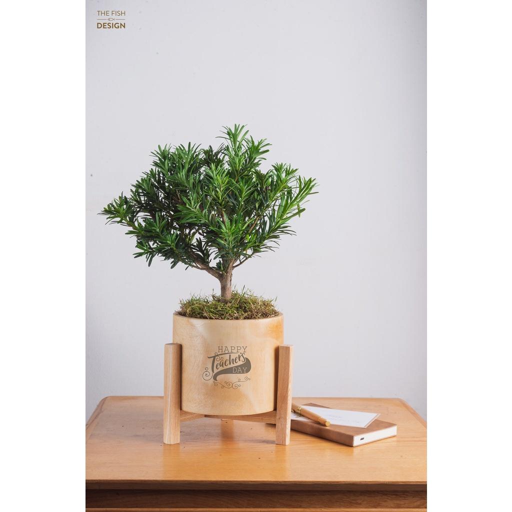 Chậu cây tùng la hán bonsai biểu tượng cho sự phồn vinh, thịnh vượng, mang lại may mắn, hợp với người mệnh Kim, Thủy | SIZE LS | The Fish Design