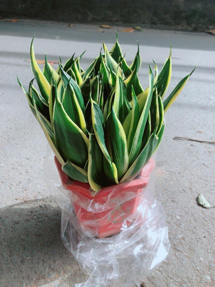 Lưỡi Hổ Thái Xanh Size Lớn