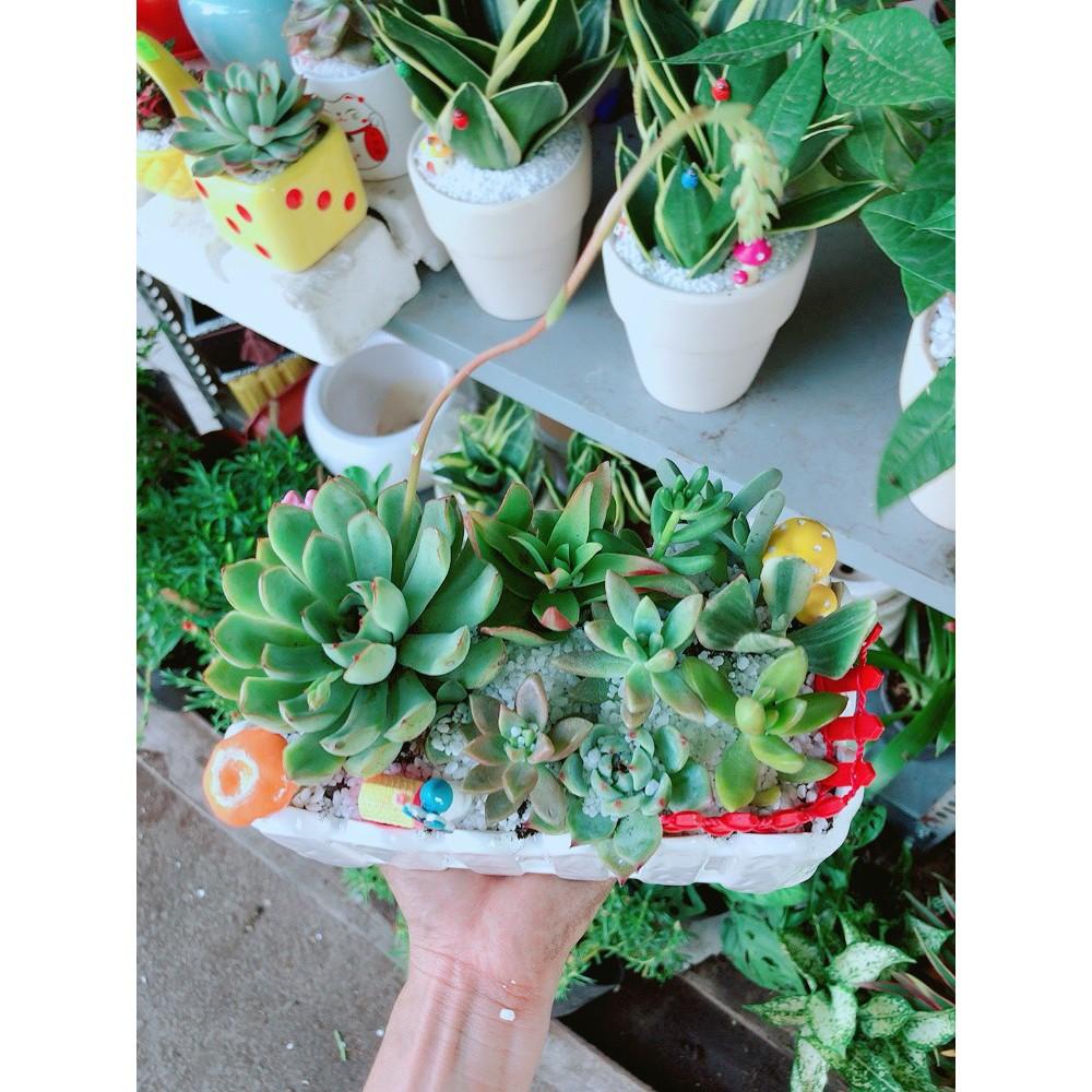 Chậu sen đá tiểu cảnh