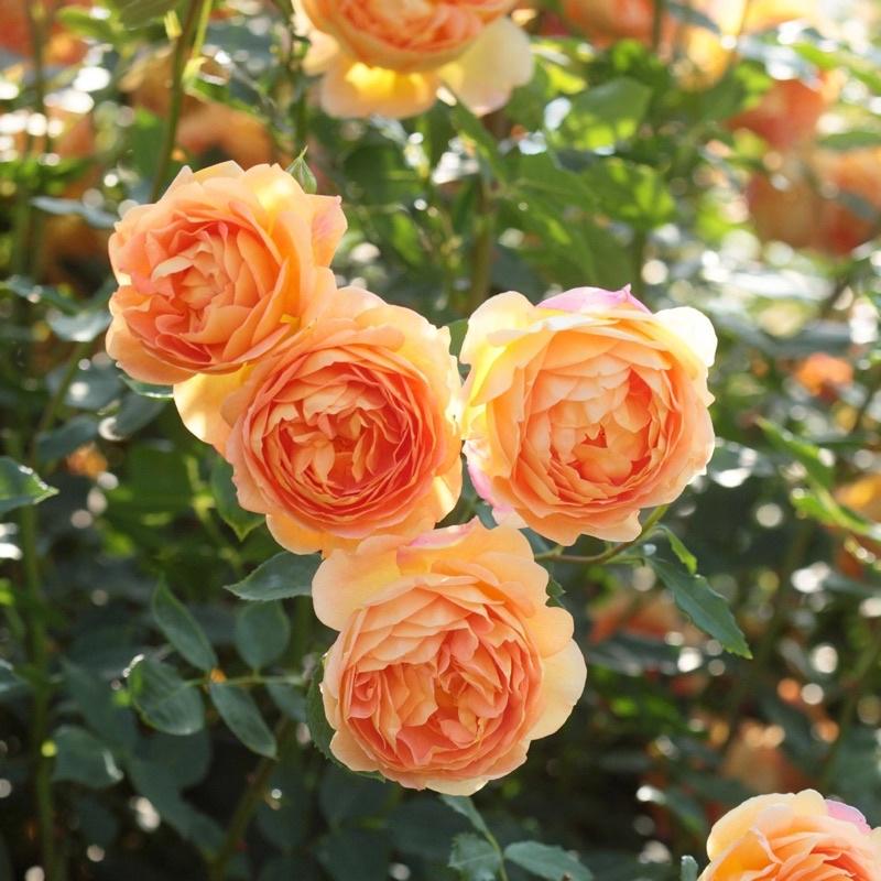 Hoa hồng leo Lady of Shalott màu cam cá - cây to trồng bịch vải