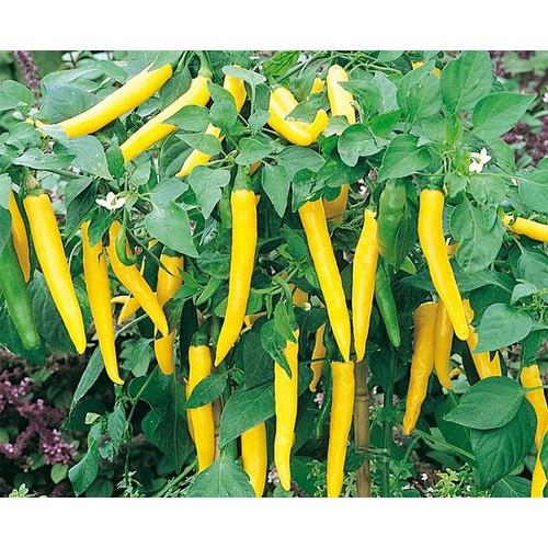 Hạt giống ớt sừng vàng, đóng gói 0.2gr
