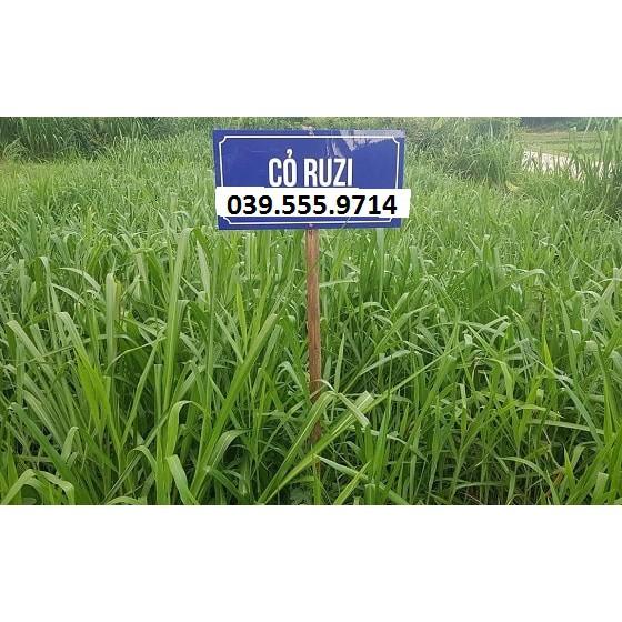 Hạt Cỏ Ruzi - Cỏ Chăn Nuôi Chịu Giẫm Đạp 200g