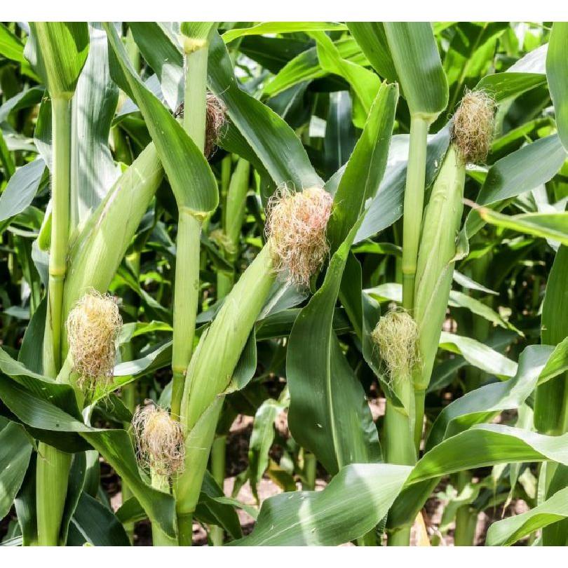 Hạt Giống Ngô Bao Tử - 1 gói 30 hạt