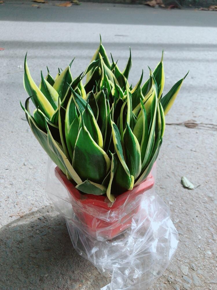 Lưỡi Hổ Thái Xanh Size Lớn