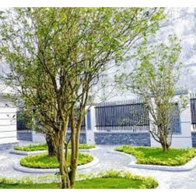 Cây hoa mộc hương ta hoa vàng- loài hoa có mùi thơm quyến rũ