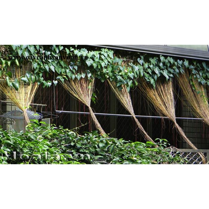 Cây giống dây tơ hồng leo thái