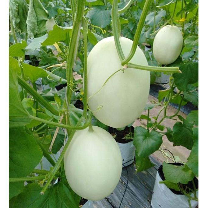 Combo 2 gói hạt giống dưa lê bạch tuyết dể trồng-gói 10 hạt/tặng kèm gói phân bón lót