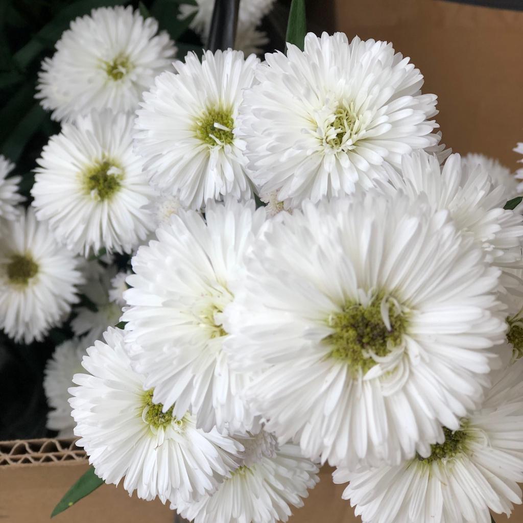 Hoa thạch thảo đỏ kép lùn siêu hoa -bầu cây to đẹp đang nụ hoặc hoa