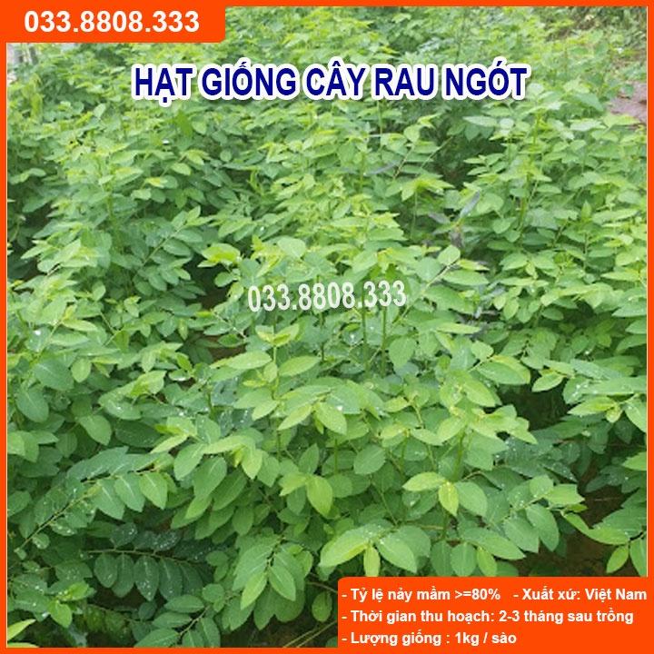 Hạt Giống Rau Ngót  - Rau Nhiều Dinh Dưỡng