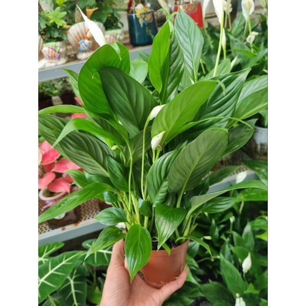 Lan ý trồng thủy sinh - cây cảnh để bàn