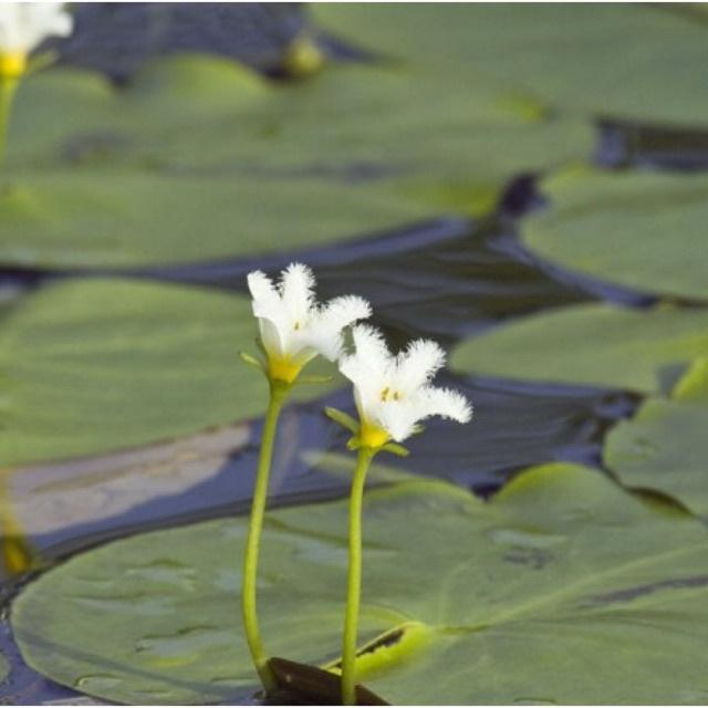 Cây hoa thủy nữ - 1 cây giống