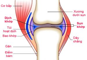 Viên dưỡng khớp Joint Max - Liệu trình 4 hộp 4