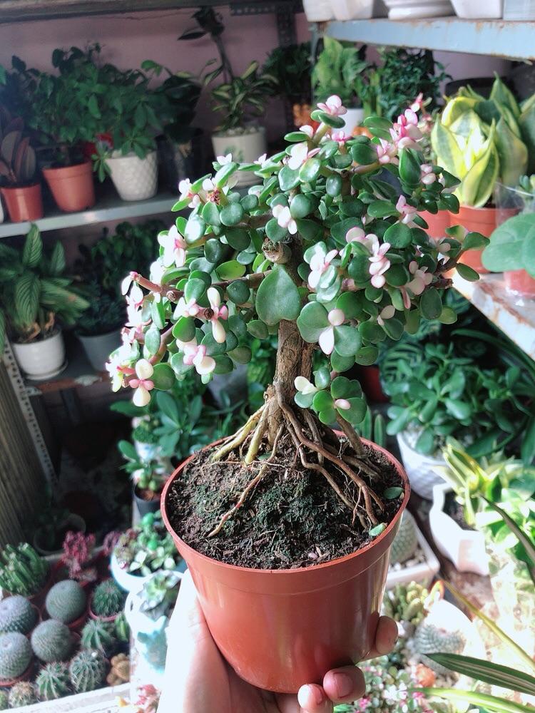 Cành Vàng Lá Ngọc Thân Cổ Thụ