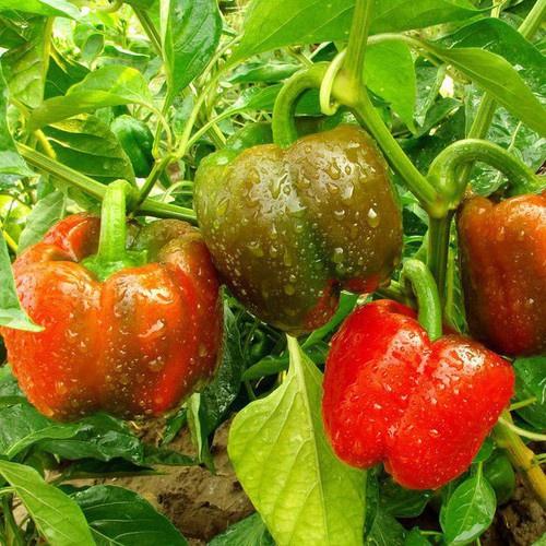 Hạt giống Ớt chuông đỏ , đóng gói 0.5gr