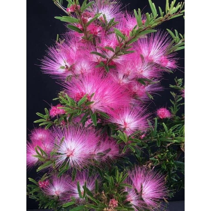 Cây me tây - cây giống