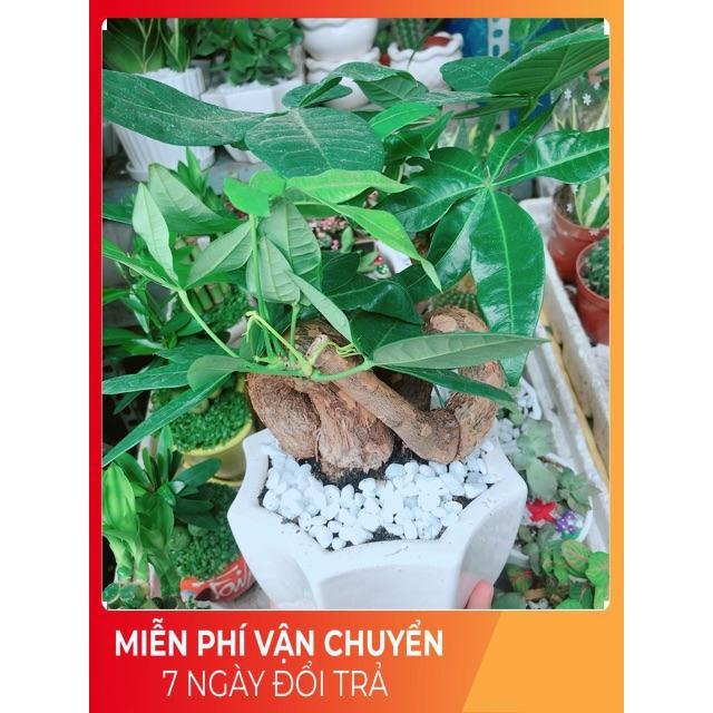 Chậu Kim Ngân Nơ