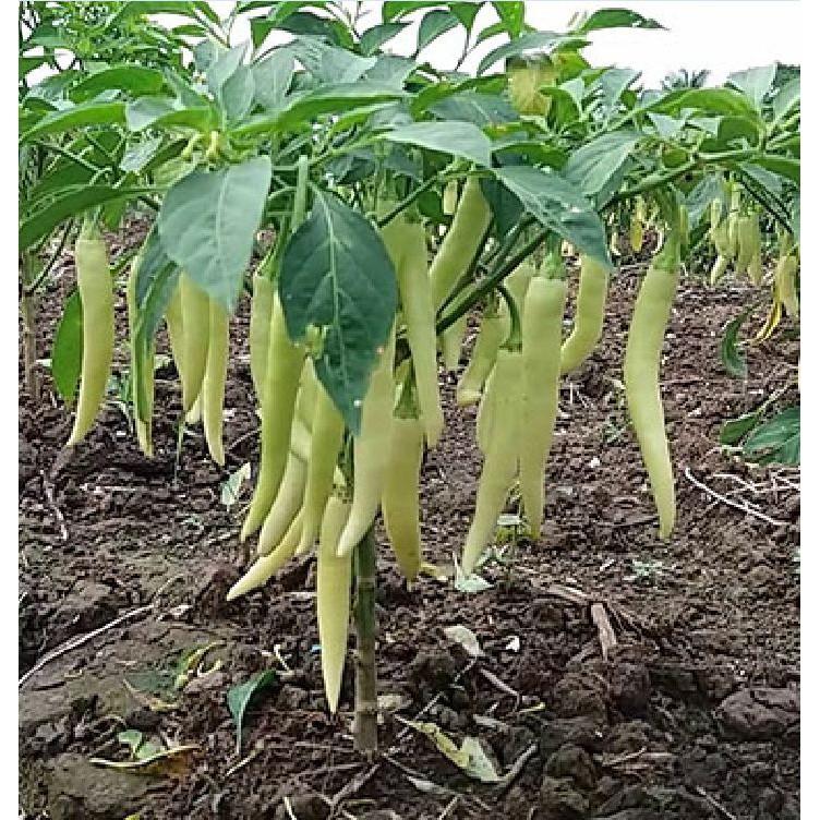Hạt giống ớt sùng vàng châu phi 0.1gr/gói