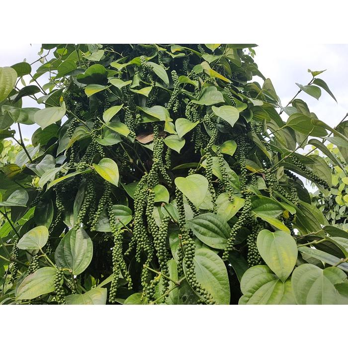Cây giống Tiêu ăn hạt .