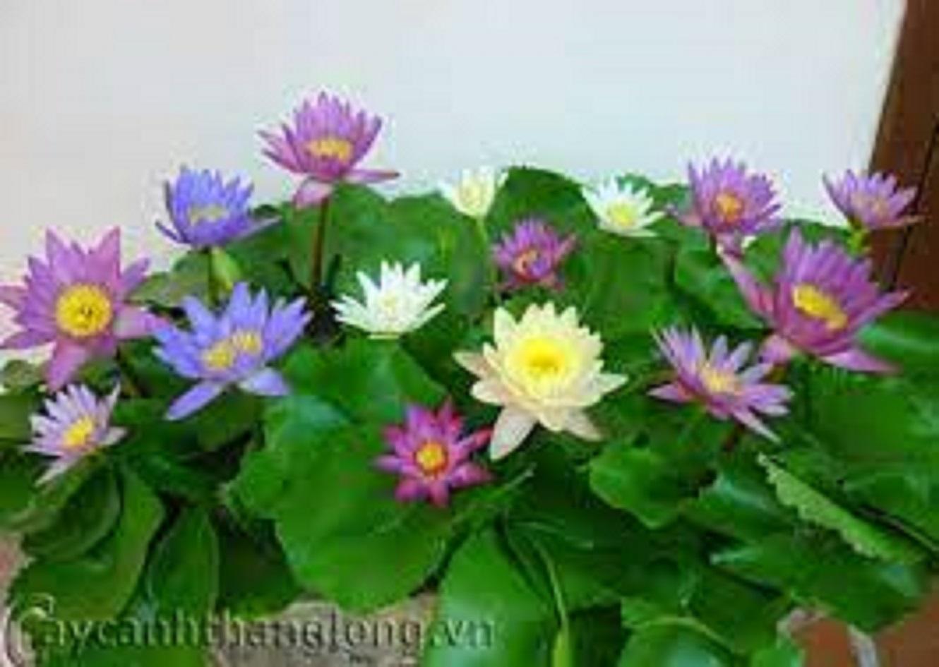 Cây Hoa Súng Đỏ