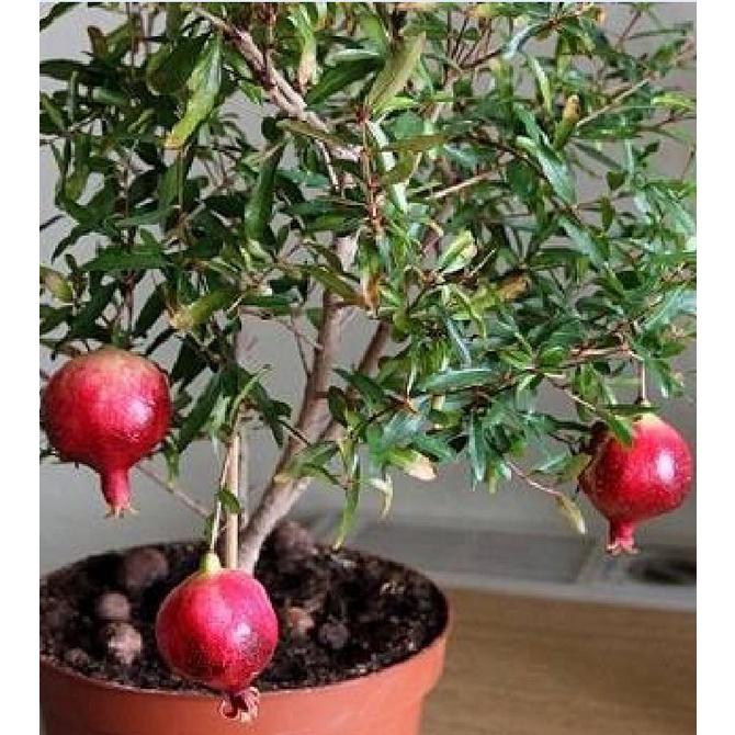 Hạt Giống Cây Lựu Lùn Bonsai KNS3495 - Gói 5 hạt