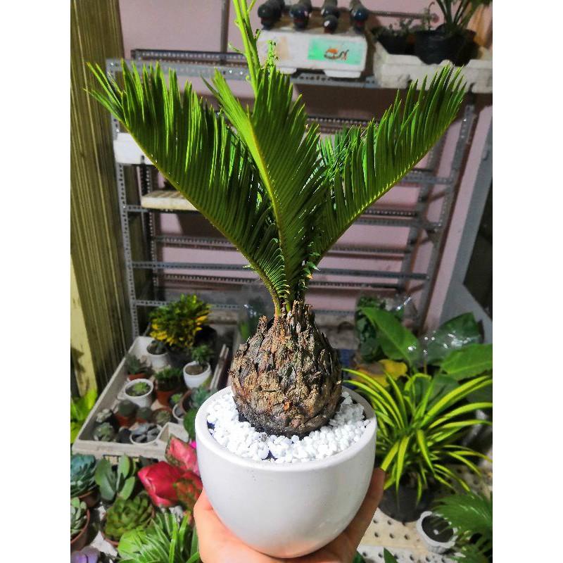Chậu cây vạn tuế Bán Chạy
