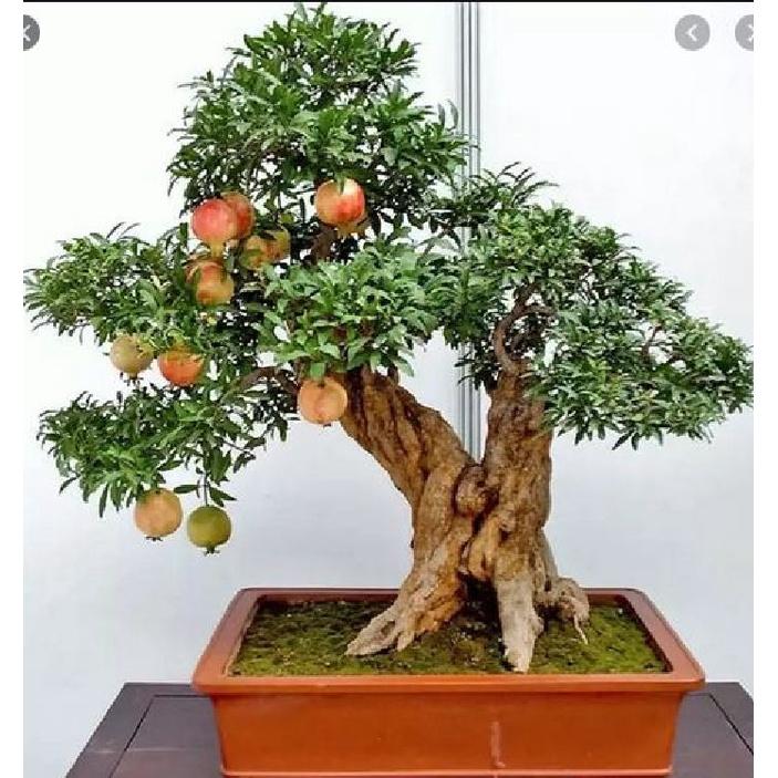 Hạt Giống Cây Lựu Lùn Bonsai KNS3495 - Gói 5 hạt