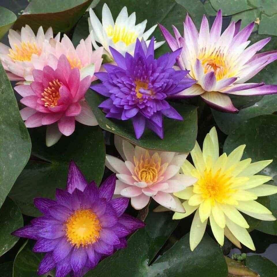 2 cây hoa súng thái lan đủ màu