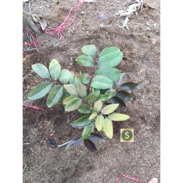 Cây Nhãn Tím THÁI LAN