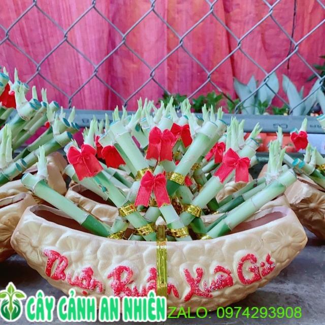 Chậu Trúc Phát Tài Thuyền Thuận Buồm Xuôi Gió