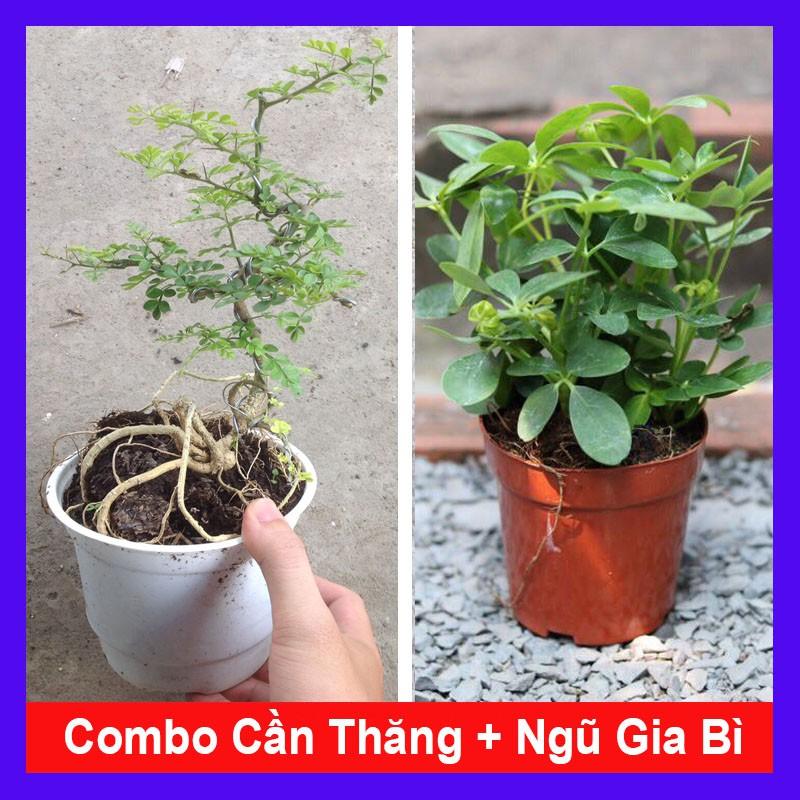 Combo cây cần thăng + cây ngũ gia bì + tặng phân bón cho cây