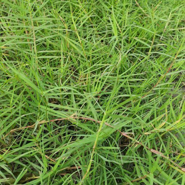 500g Hạt giống cỏ Nhung Nhật, hạt cỏ chất lượng cao, làm thảm sân vườn biệt thự, công trình