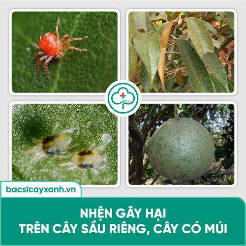 Thuốc diệt nhện đỏ, rầy, rệp, côn trùng hút chích An toàn sức khoẻ BS25 Insect 100/200g NSX Bacsicayxanh