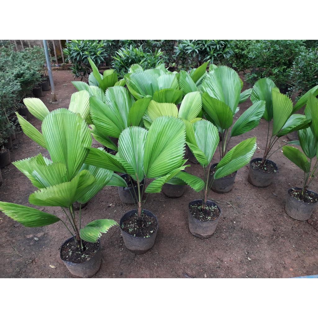 CÂY CỌ NHẬT  NHƯ HÌNH  *