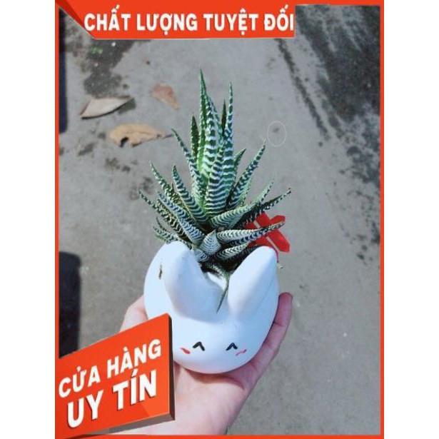 Chậu Móng Rồng Thỏ Trắng