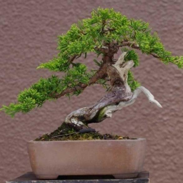 Combo 04 cây giống TÙNG LA HÁN - CÂY BONSAI - SIÊU ĐẸP GIÁ SIÊU RẺ