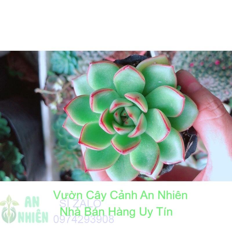 Sen Đá Nhỏ