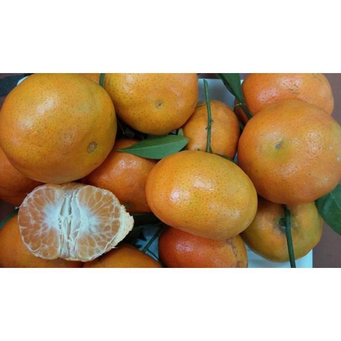 Cây giống Cam ĐƯỜNG Canh Siêu trái .