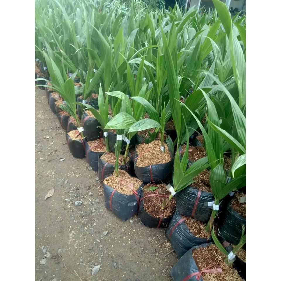 CÂY GIỐNG DỪA XIÊM LÙN ĐỎ .