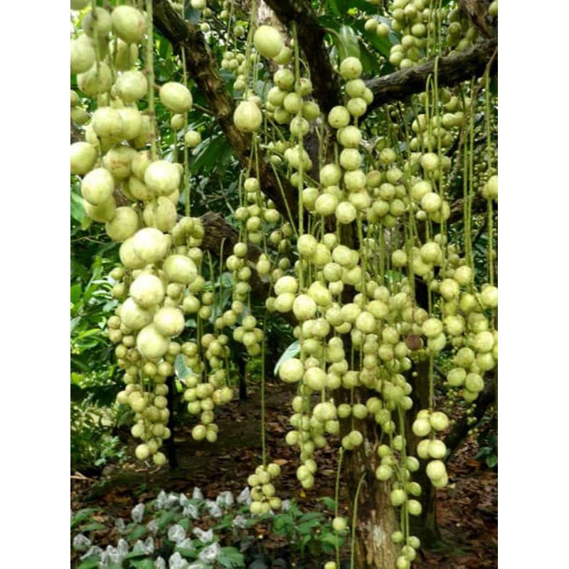 CÂY GIỐNG DÂU DA XANH 2 NĂM CHO TRÁI