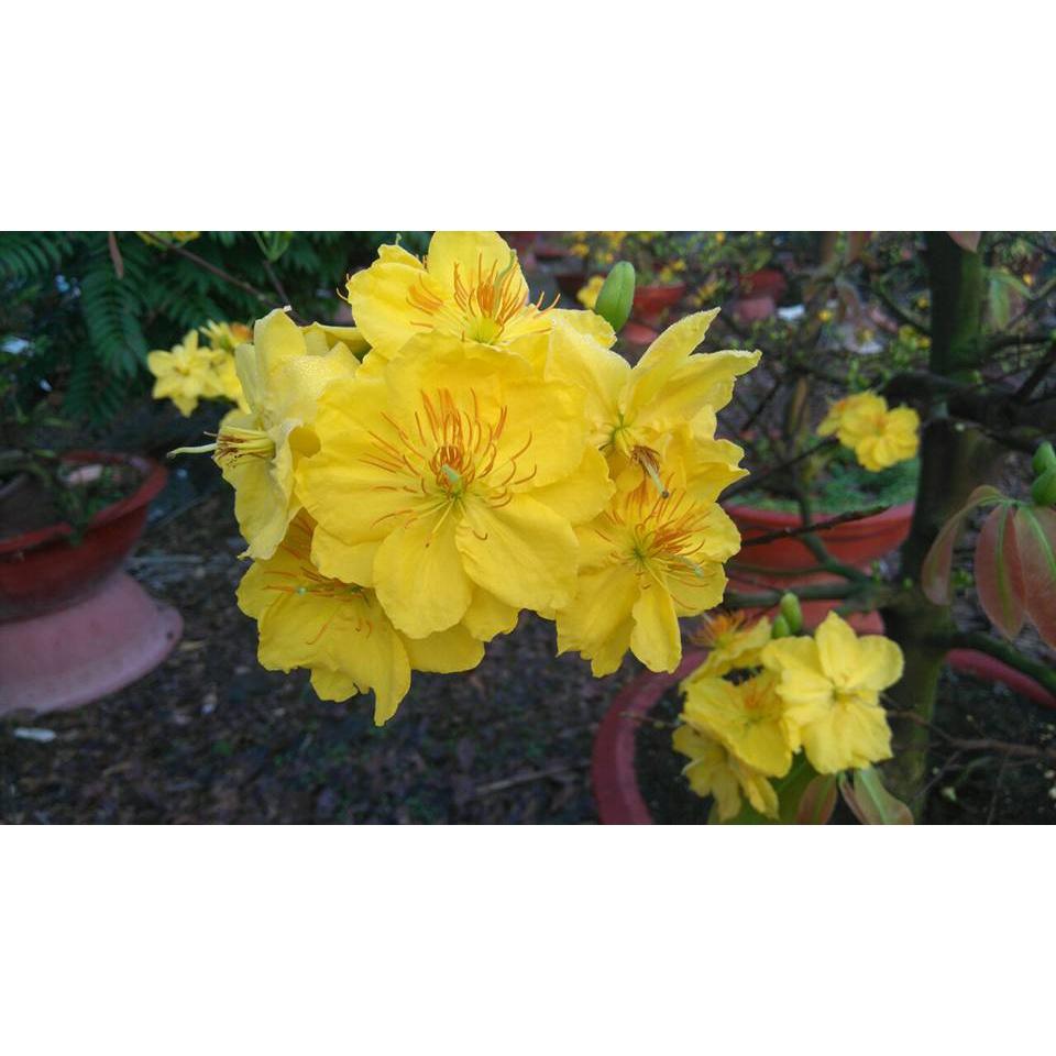 Mai giảo siêu nụ hoa 8-12 cánh - cây lớn