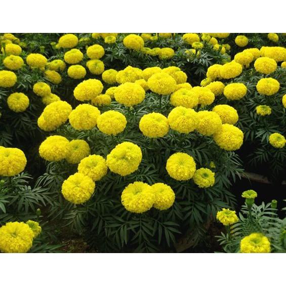 COMBO 5 gói hạt giống hoa cúc vạn thọ Mỹ TẶNG 1 thuốc kích thích hạt nảy mầm